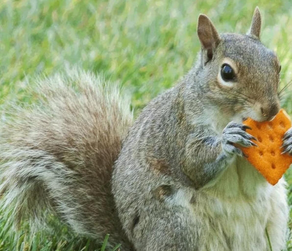 宠物松鼠喂养:松鼠喜欢吃哪些食物?