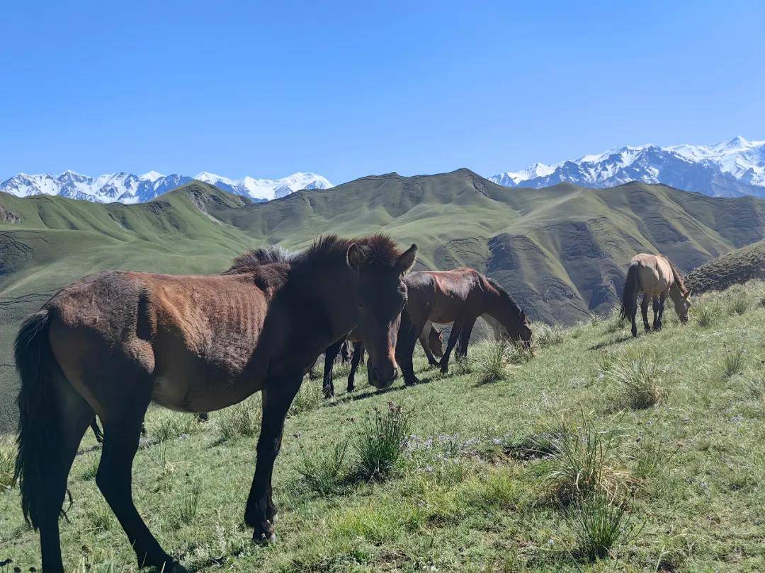 立刻出发!去和田县喀什塔什乡大草原邂逅心灵的牧场