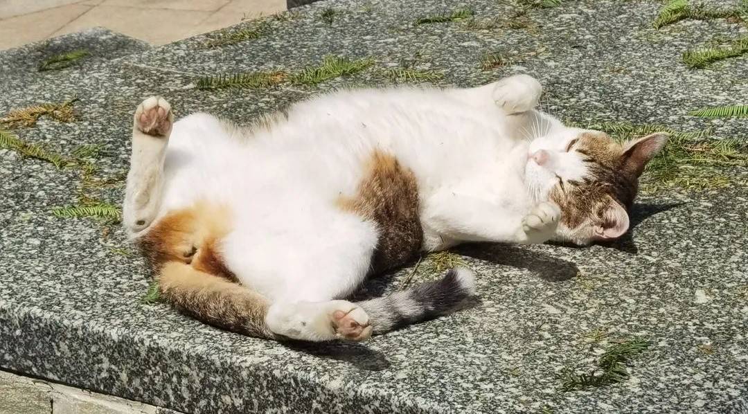 精选安全口碑好的智能猫砂盆推荐_猫咪_产品_设计的