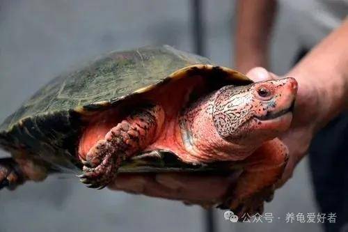 在广东养乌龟 一年就能赚1000万