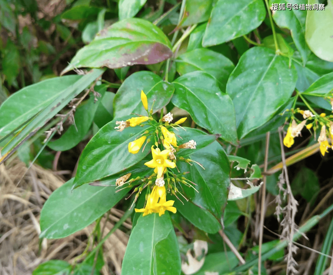 农村4种常见有毒植物