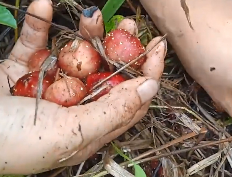 荒地里很常见的红色地瓜,一公斤能卖70元,吃时还要分公母