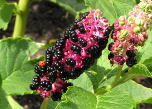 根部像"人参",果实可以染指甲,在以前是玩具,如今20块钱一斤