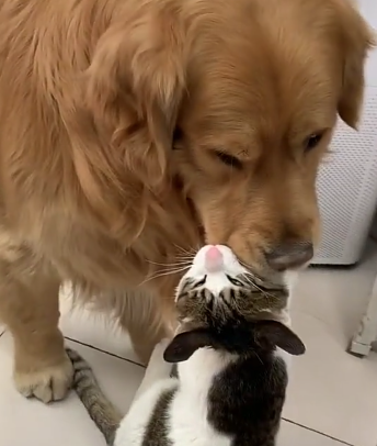 本以为是金毛在欺负猫,走近一看笑喷,狗:妈妈,快带我去打疫苗