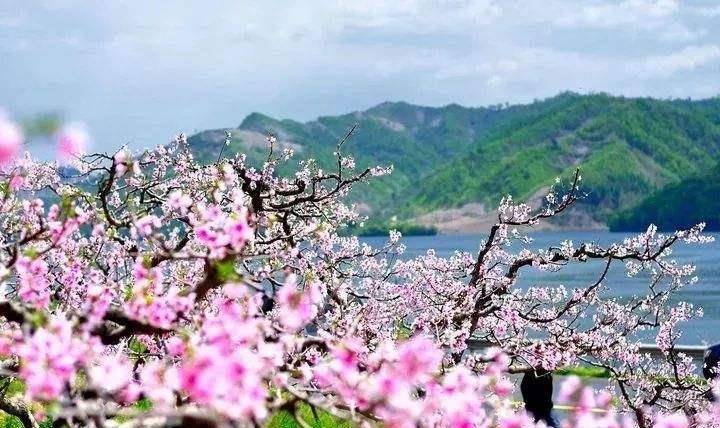 如果在春季来杭州游玩的话,一定要来到千桃园观赏一下这里的桃花