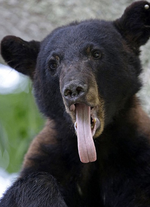 小熊熊内心是崩溃的!网友被感动落泪!