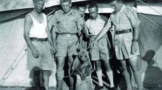 二战时有只狗熊,抽烟喝酒扛炮弹,最后终于变成了英雄