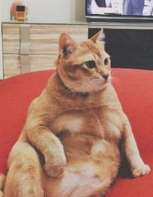 同样是喵星人,当橘猫遇上奶牛猫,网友:一个胖一个"疯"!