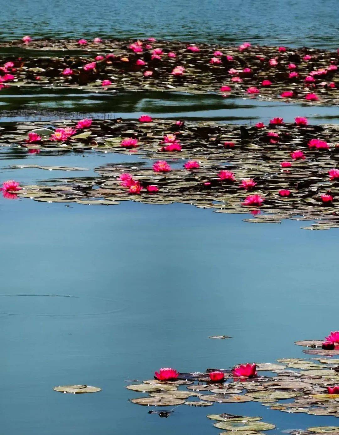 99 桓台·红莲湖公园组图来源:博览新闻06summer槐花五月,鲁山正值