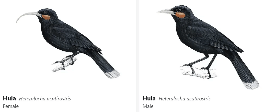 它们的羽毛颜色主要呈现为深灰色和棕色,具有一定的光泽.