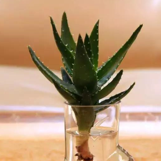 芦荟常春藤水培很容易,几乎不太用打理