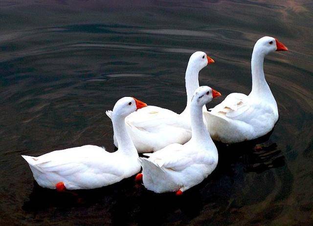 农村养殖:大白鹅的鹅苗选择,育雏的方法,这几点教你把鹅养肥