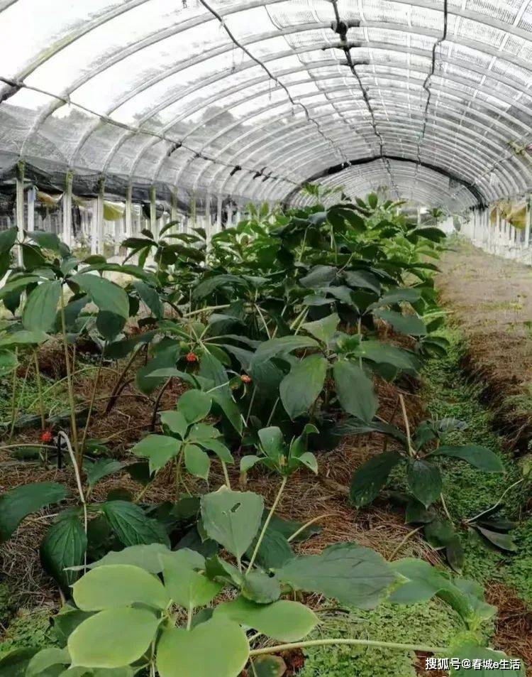 茂山镇:重楼"小基地" 链上"大发展"