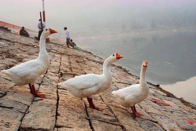 农村养殖:大白鹅的鹅苗选择,育雏的方法,这几点教你把鹅养肥