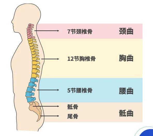 胸12椎体在哪图片