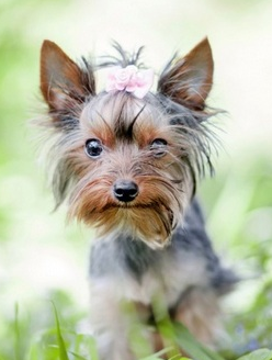 萌宠界中的袖珍狗,一只可以捧在手心里的狗狗