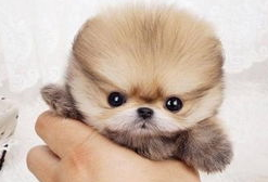 萌宠界中的袖珍狗,一只可以捧在手心里的狗狗