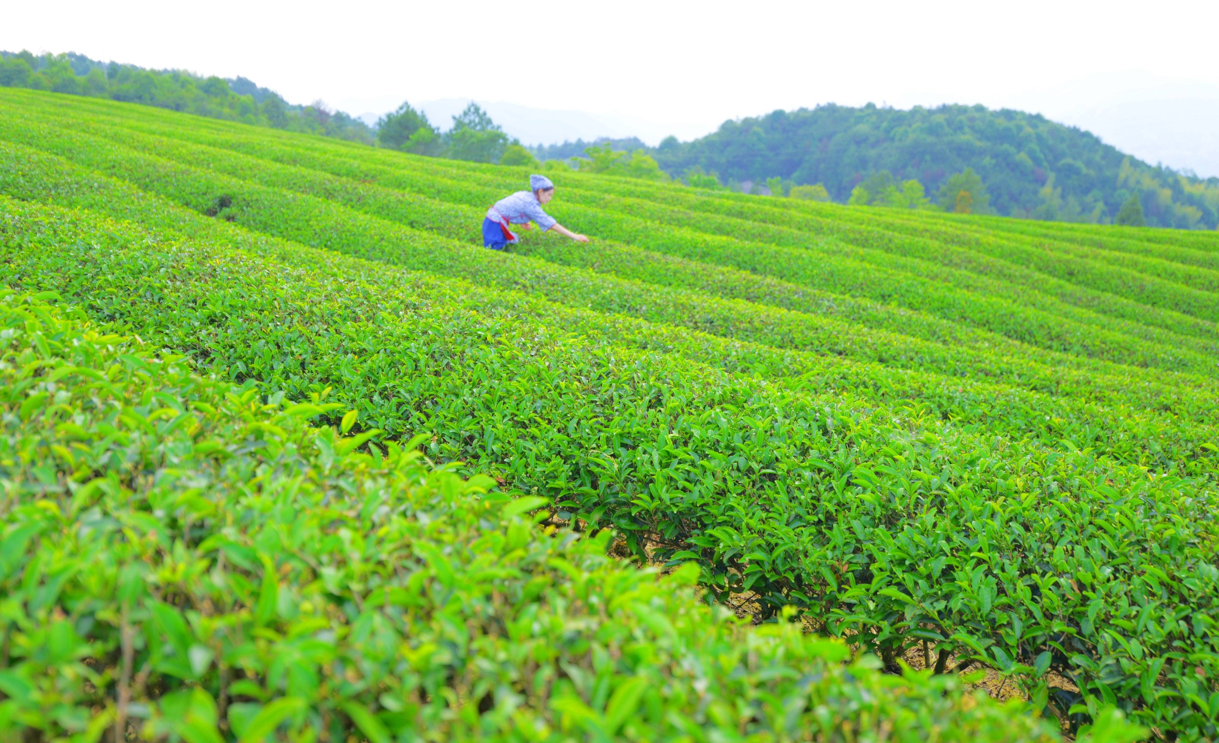 泰顺葛垟茶场,国家地理标志产品"三杯香"的原茶地_茶树_茶叶_带着