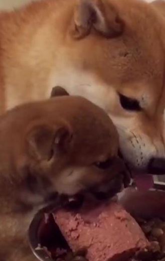 柴犬和小奶狗抢食吃,伸舌头都吃不到,气到龇牙,柴犬:给我留点