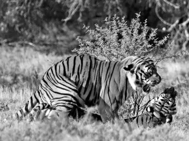 六十年前人虎大战:百只华南虎围攻湖南村庄,他打倒猛虎138只