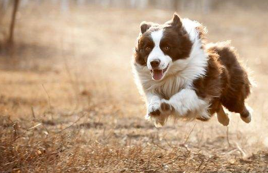 饲养边境牧羊犬,这些食物千万别喂,以免伤害它!