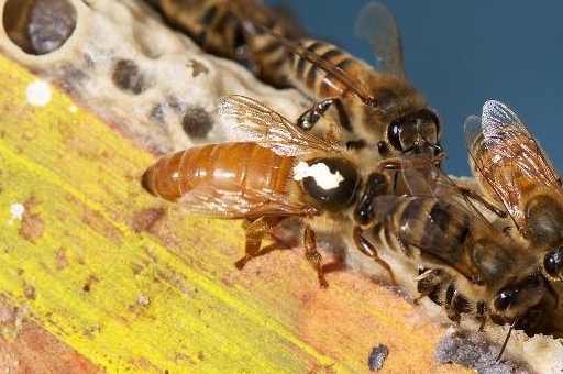 工蜂没有可供改造的雌性蜜蜂幼虫,那么最后的结果就是工蜂产卵,蜂群