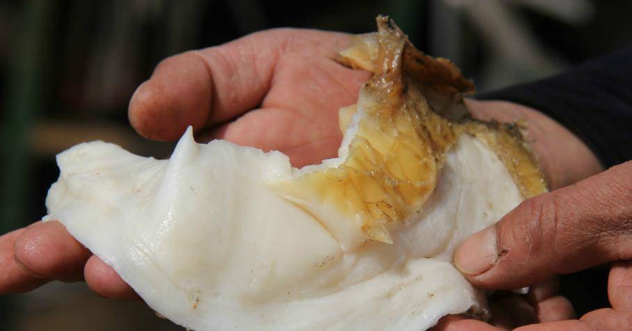 太岁究竟是啥?价值百万,中国科学家用精密仪器检测揭开太岁之谜