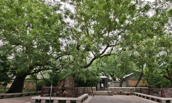 这3种树,"镇宅"又"旺财",可是经常被忽略