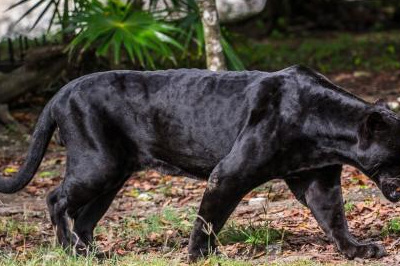 跟黑豹奔跑速度有一拼的犬!"野猪"和"黑熊"不是它们的对手!