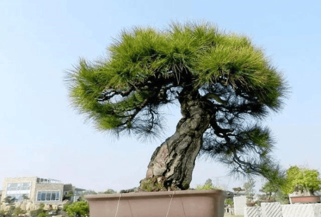 当初200元收购一黑松素材,如今价过100万仍然不卖,价值如此而来_盆景