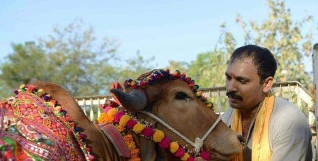 印度男子疯狂爱上一头母牛,抛妻弃子,花费17万,隆重迎娶母牛