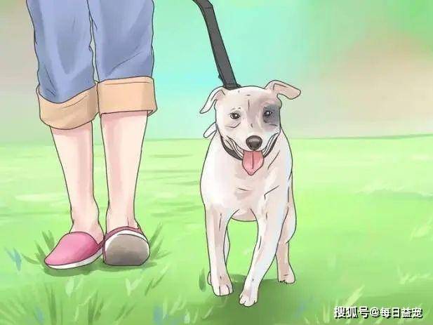 从繁殖场逃生的小柴,腿被打断差点变瞎,如今帅到认不出