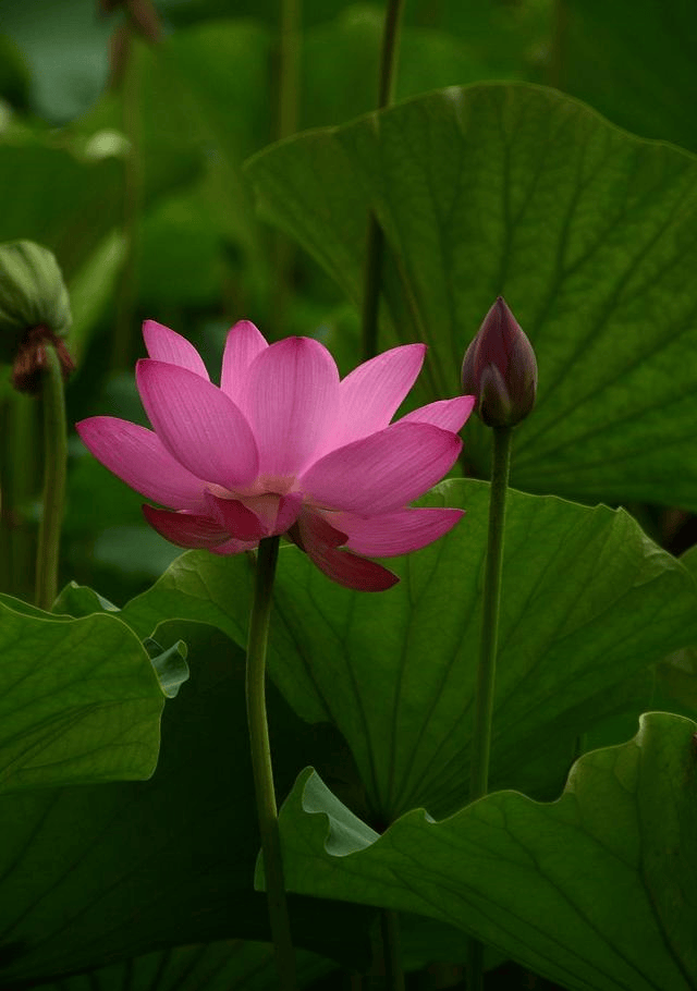 出淤泥而不染,濯清涟而不妖的水中芙蓉——荷花