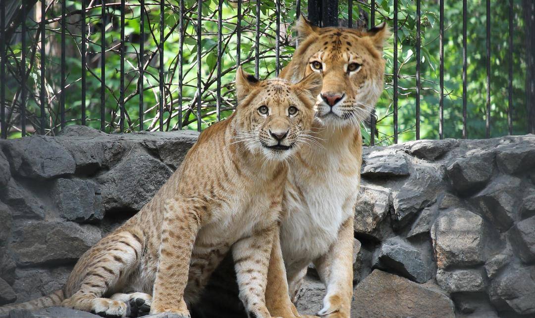 野生动物也会杂交,繁殖出的后代有多惨?动物杂交是否该被禁止?