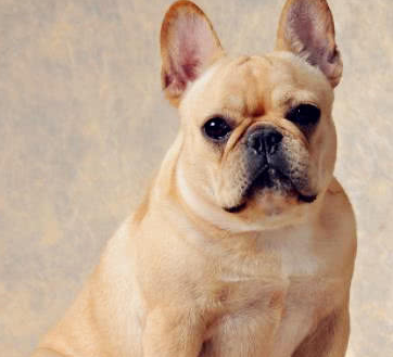 斗牛犬为了跳出围栏,用尽浑身解数,网友:二哈带大的吧?