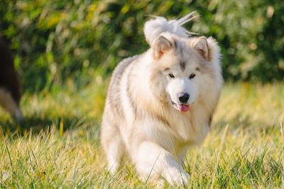 饲养阿拉斯加雪橇犬时,注意这几点,有效预防它的皮肤病