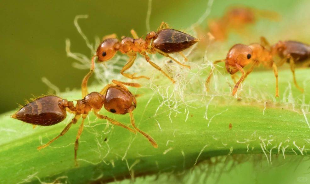 小黄蚂蚁彻底清除的方法?无蚁家居的秘密武器