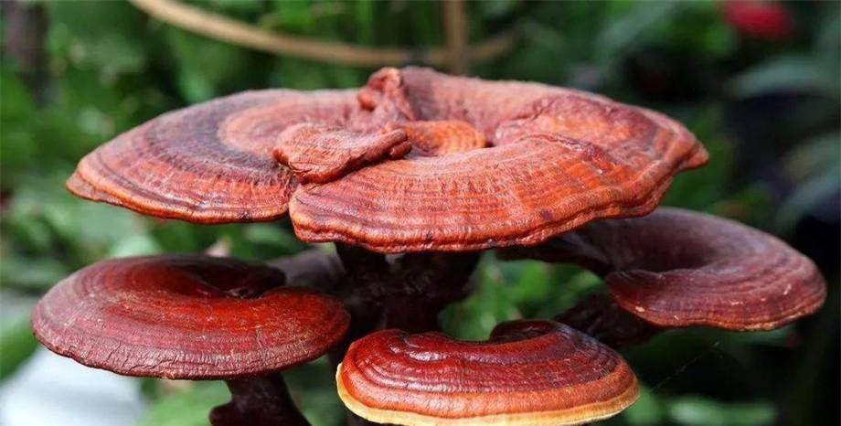 成都太岁生物科技(成都的太岁庙在哪里?)