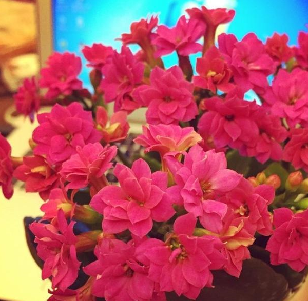 都是长寿花,看看别人养的"只见花不见叶",原来有这几个小窍门