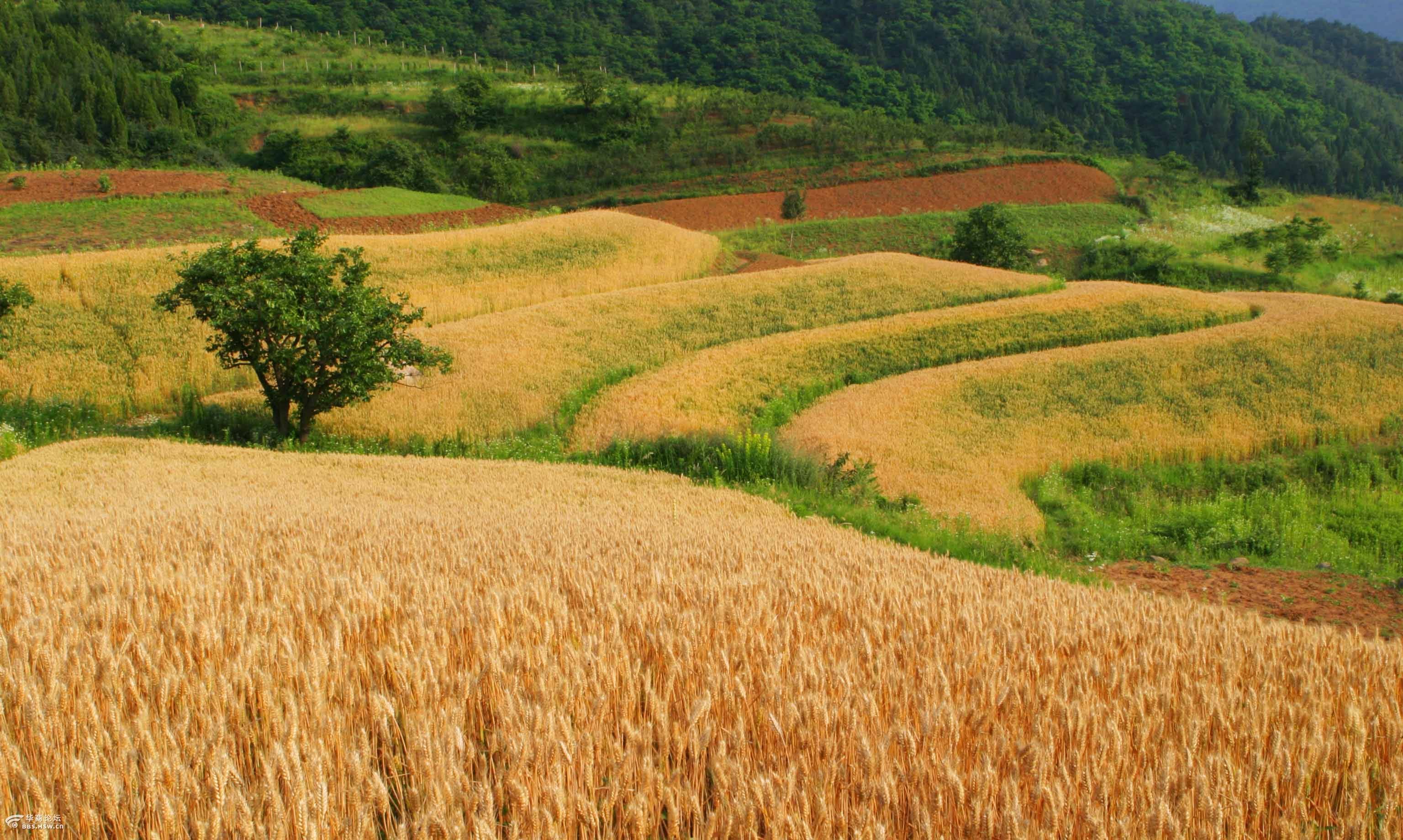 夏风拂过,麦浪滚滚,波光粼粼,一起欣赏诗人笔下的风吹麦浪!
