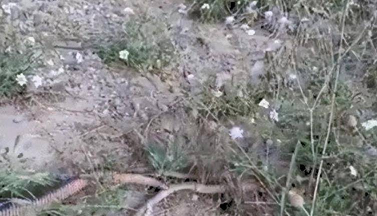 1986年男子打死73条毒蛇,后遭毒蛇"追杀"5年,最终命丧蛇口