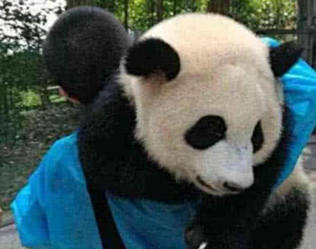 熊猫耍赖表情包图片
