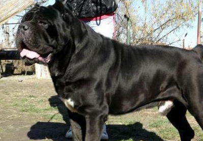 此犬被称为"犬中黑豹",曾服役于罗马军队,跟着主人纵横战场