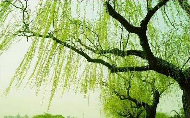 盗墓贼看到古墓旁有柳树,为何转身就走?盗墓界有一不成文规矩