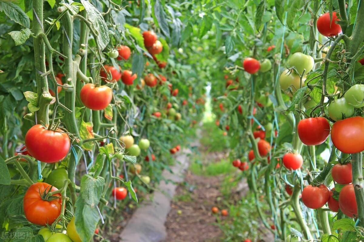 菜园种植小技巧 五月种植什么蔬菜瓜果最好