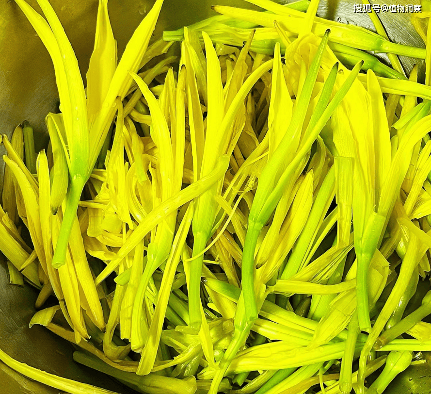 它是传统野菜,俗称"安神菜",又称忘忧草,黄花菜,食药两用,价值极高!