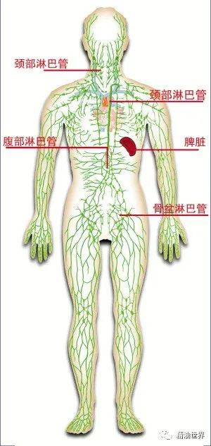 淋巴是人体内的一个循环系统,循环不良会导致体内毒素淤积,出现体