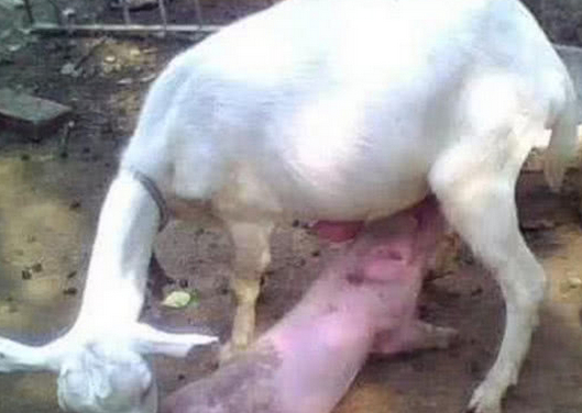 公羊误入猪圈,被一只小猪疯狂吸奶,小羊:真是没脸见人了!