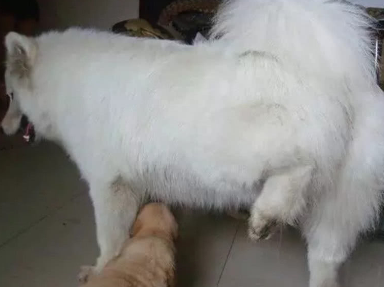 过了一会儿,小奶狗还在萨摩耶的身上蹭过来蹭过去的,小奶狗竟然想去咬