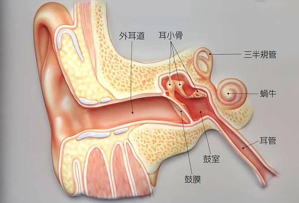 耳甲腔是什么位置图片图片